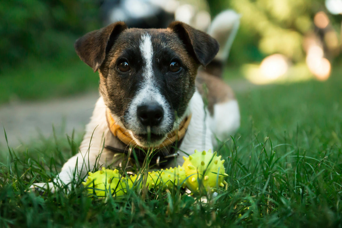 Enrichment Toys for Dogs: Why Mental Stimulation Is Essential in 2026 | PawLabs