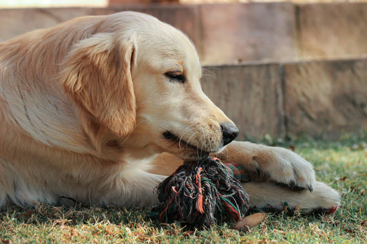 Are Rope Toys Safe for Dogs? What Every Owner Should Know | PawLabs