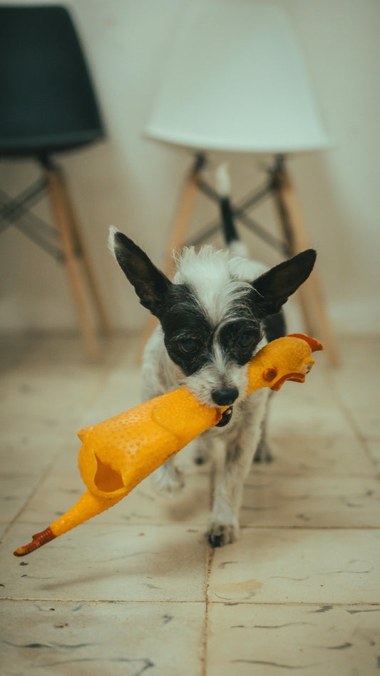 Why Do Dogs Love Squeaky Toys? The Science Explained | PawLabs
