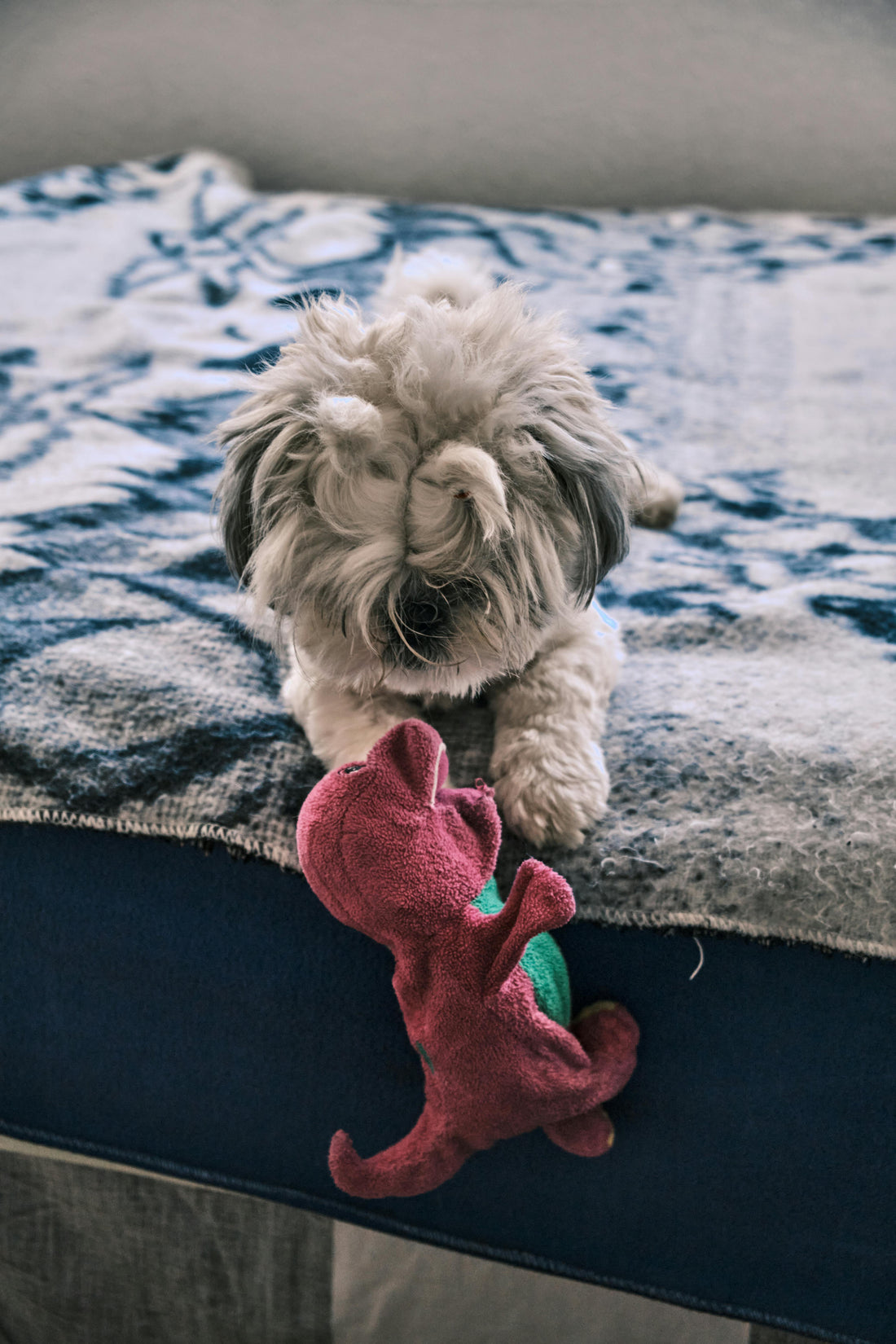When Should You Replace Your Dog’s Toys? A Complete Safety Guide | PawLabs