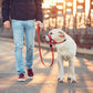 Quick-release Dog Muzzle for Dog Head Halter Muzzle with Safety Strap Anti-biting Dog Muzzle To Stop Dog Pulling on the Leash