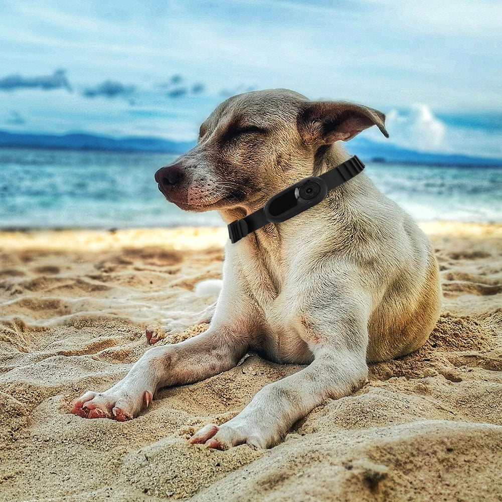 Dog Cameras & Monitors