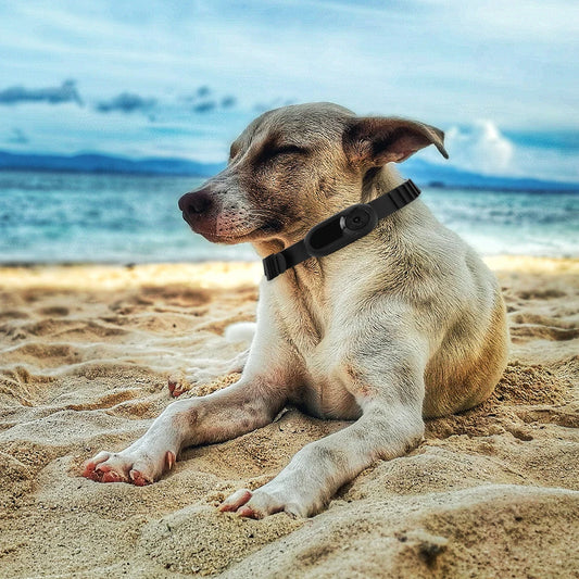 HD 1080P Pet Collar Camera for Dogs - Premium Quality - Durable Design - Comfort | Fast Shipping from USA