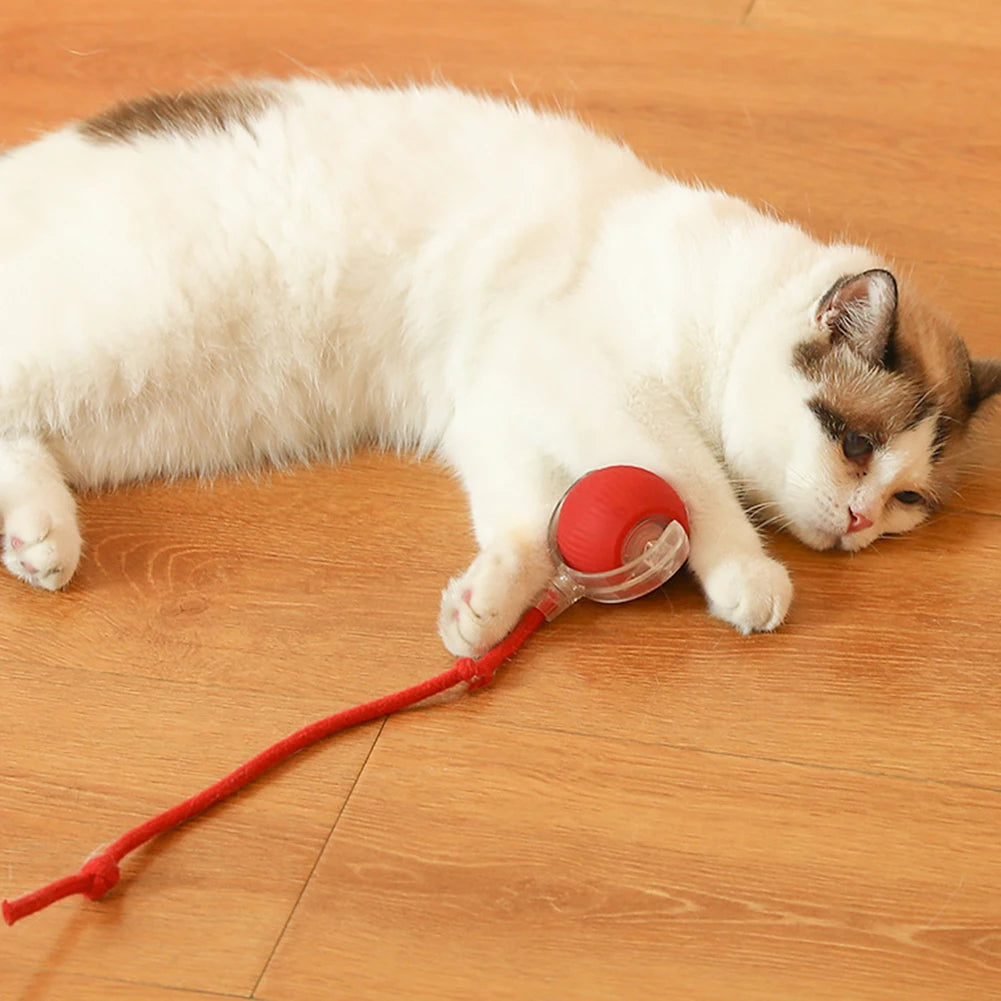 Cat Toys