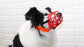 Safe and Non-toxic Pet Muzzle for Medium Large Dogs Reflective Big Dog Basket Mask Anti Barking Alaskan Hound mascotas Supplies