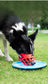 Reflect Light Dog Mouth Guard Cover Comfy Breathable Basket Muzzle Against Biting Barking Dog Mask Anti-barking Muzzle For Pets